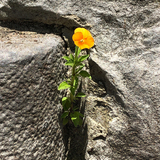 Entry image for Always the Harbinger