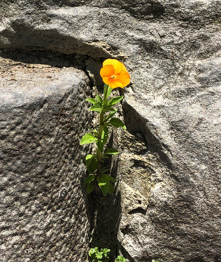 Entry image for Always the Harbinger. Clicking this image will show a larger photo