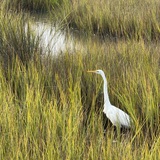 Entry image for Marsh Life