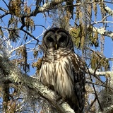 Entry image for Marsh Wildlife