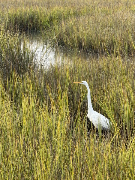 Entry image for Marsh Life. Clicking this image will show a larger photo