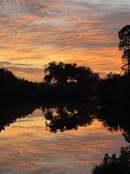 Entry image for Sunset Oak. Clicking this image will show a larger photo