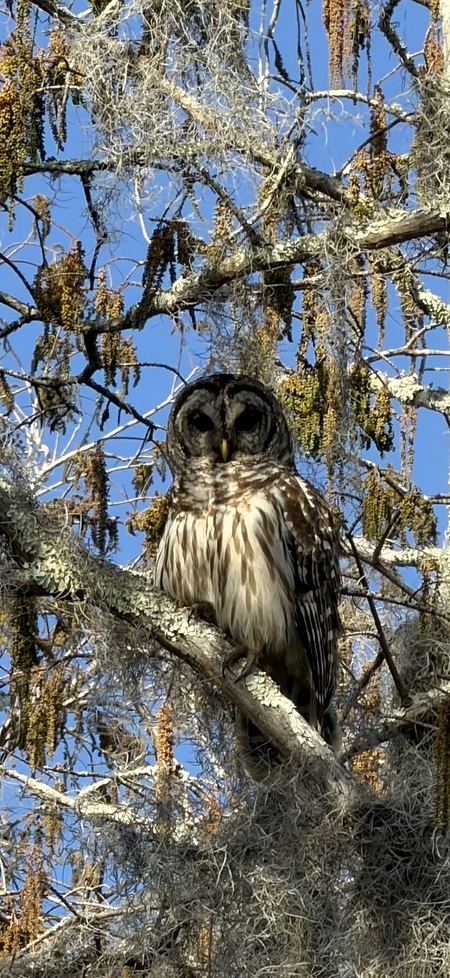 Entry image for Marsh Wildlife. Clicking this image will show a larger photo
