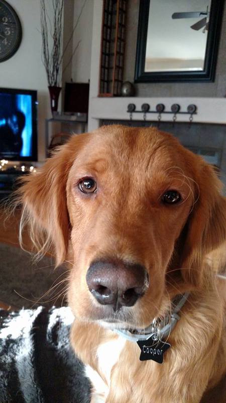 Cooper