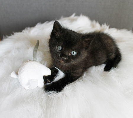 Bernard