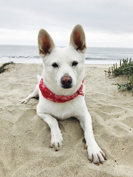 Cali