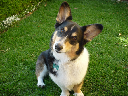 Toby