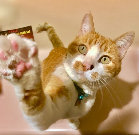 Chester ("King Tom")