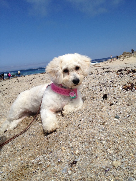 Pebbles 