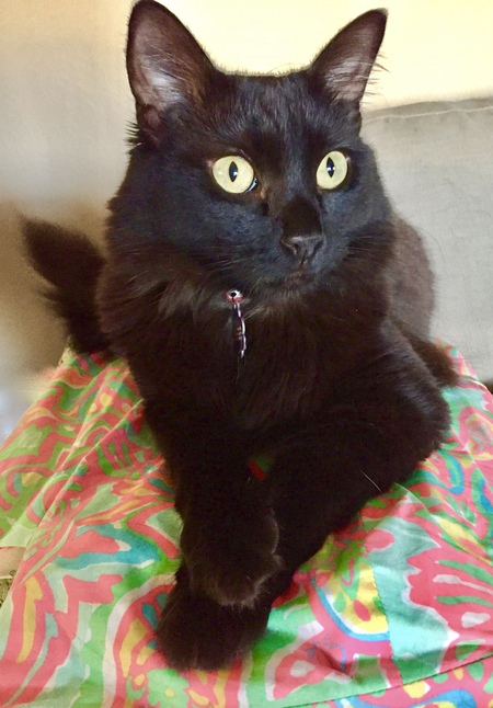 Princess Rey Lynn
