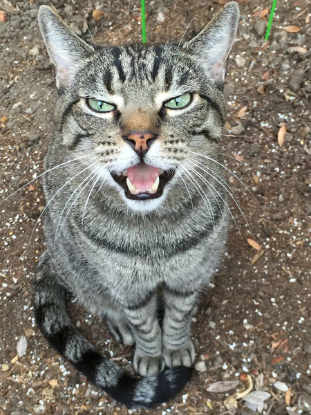Sir Oscar