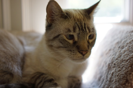 Sesame