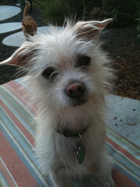 Peanut