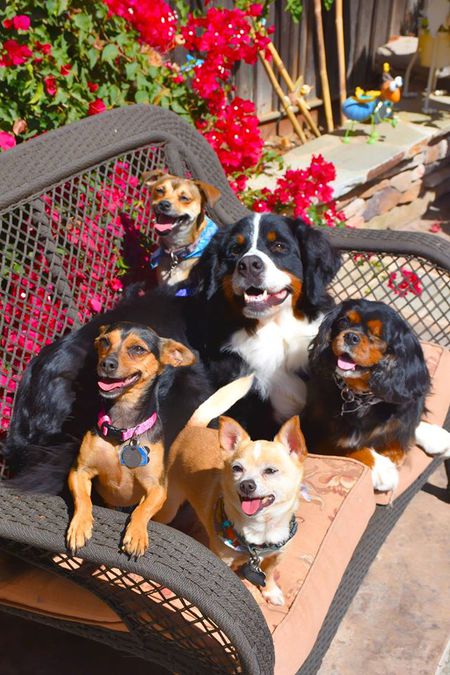 Daisy, Liz, Robin, Jack and Sophie