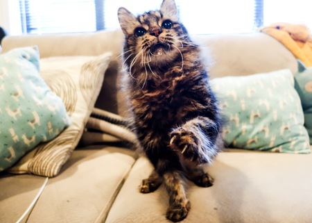 Gimpiko "Gimpy"