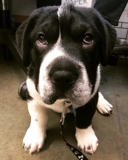 Biggie AKA Bighead pup