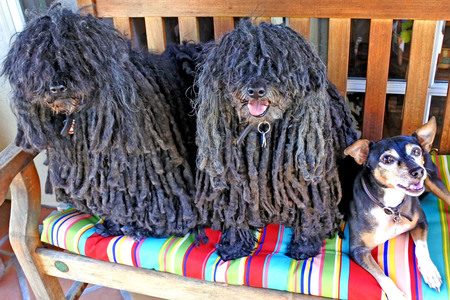Best Friends: Wiley, Bogie and Milo 