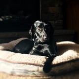 Entry image for Sarah