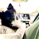 Entry image for Ella