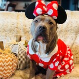 Entry image for Lina