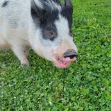 Entry image for Dickens