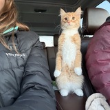 Entry image for Rusty