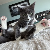 Entry image for Tinker bell 🔔 