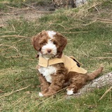 Entry image for Tucker