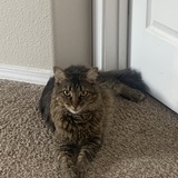 Entry image for Bob Dylan 