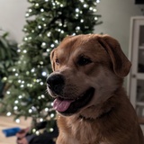 Entry image for Nova 