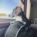 Entry image for Georgie