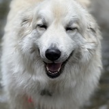 Entry image for Maggie