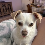 Entry image for Mouse