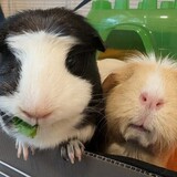 Entry image for Domino