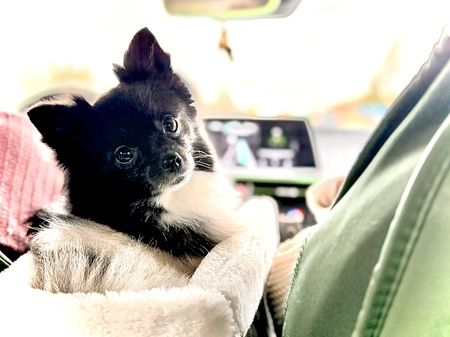 Entry image for Ella. Clicking this image will show a larger photo