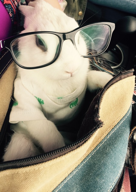 Entry image for Mo. Clicking this image will show a larger photo