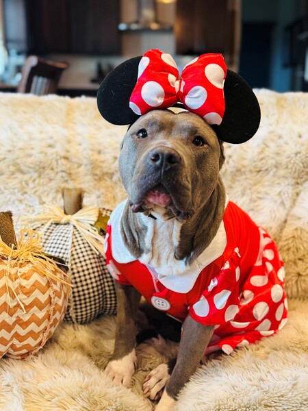 Entry image for Lina. Clicking this image will show a larger photo