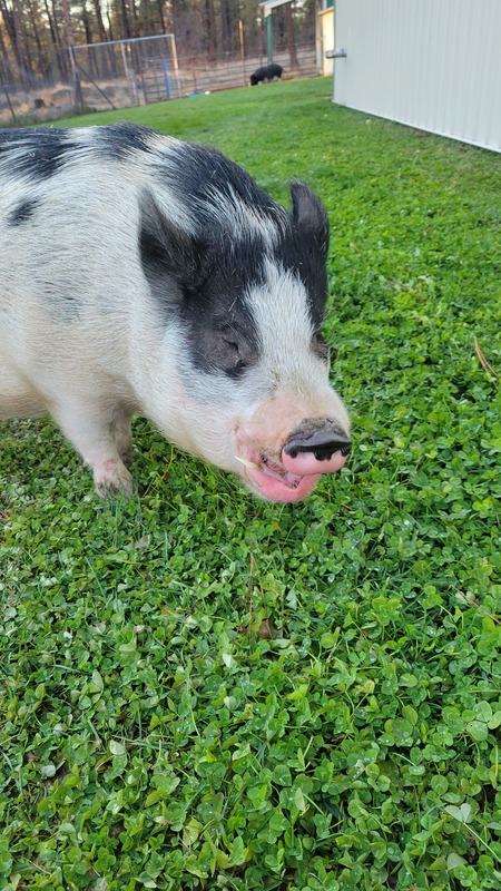 Entry image for Dickens. Clicking this image will show a larger photo