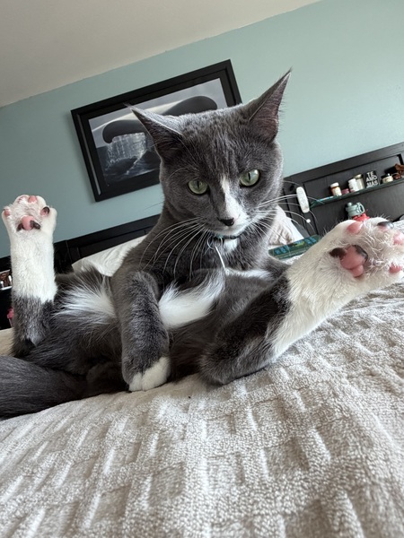 Entry image for Tinker bell 🔔 . Clicking this image will show a larger photo