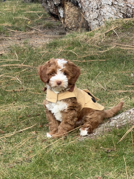 Entry image for Tucker. Clicking this image will show a larger photo