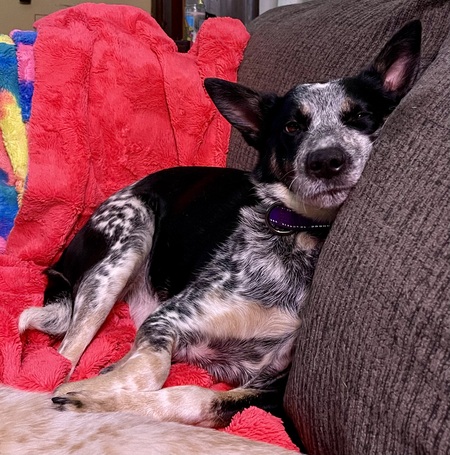 Entry image for Opal. Clicking this image will show a larger photo