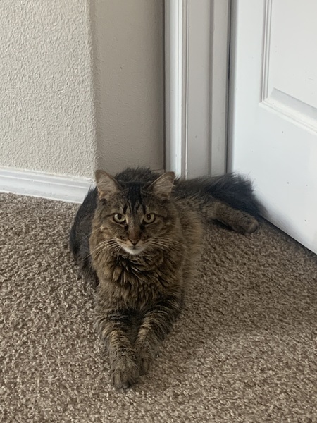 Entry image for Bob Dylan . Clicking this image will show a larger photo