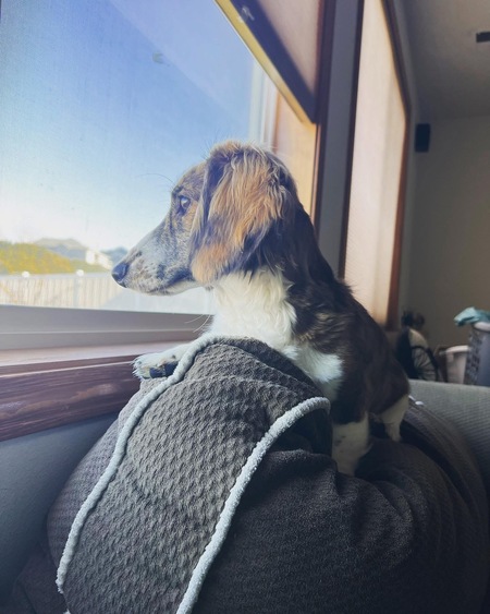 Entry image for Georgie. Clicking this image will show a larger photo