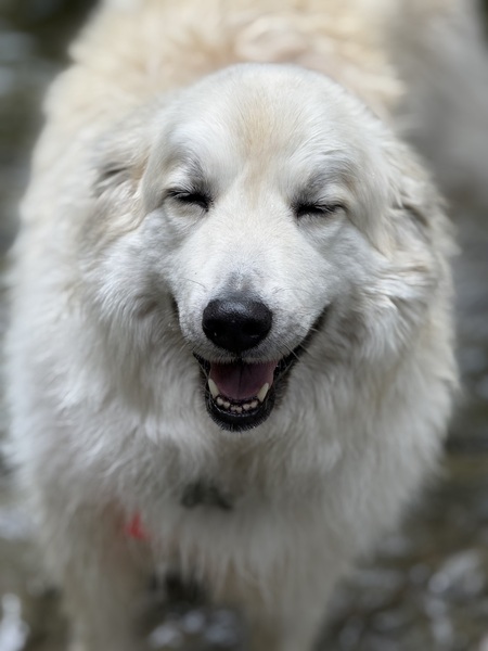 Entry image for Maggie. Clicking this image will show a larger photo