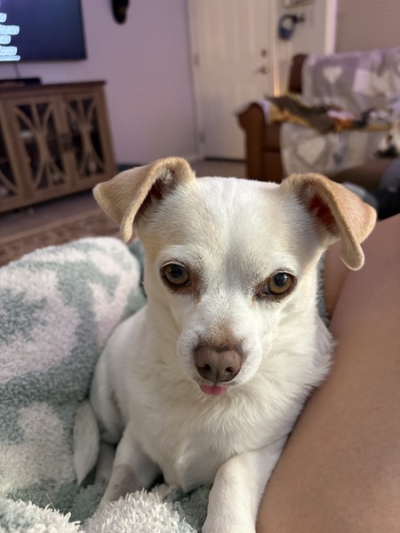 Entry image for Mouse. Clicking this image will show a larger photo