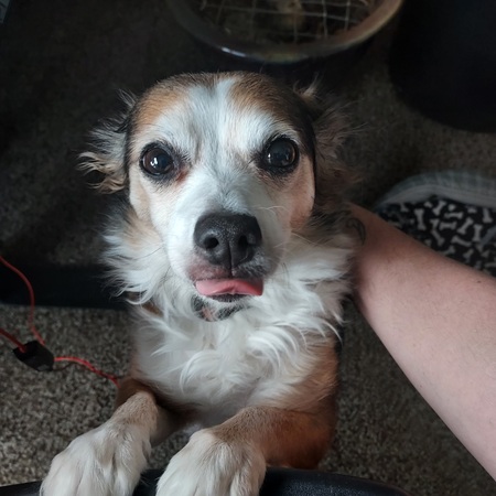 Entry image for toki wartooth. Clicking this image will show a larger photo