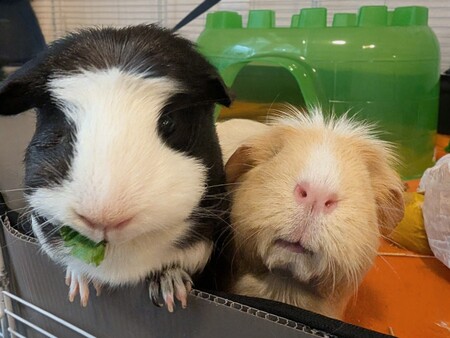 Entry image for Domino. Clicking this image will show a larger photo