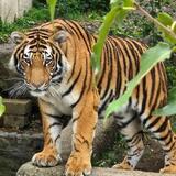 Entry image for Eye of the Tiger