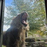 Entry image for The yawn
