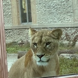 Entry image for Stop Lion Around & Visit The Buffalo Zoo